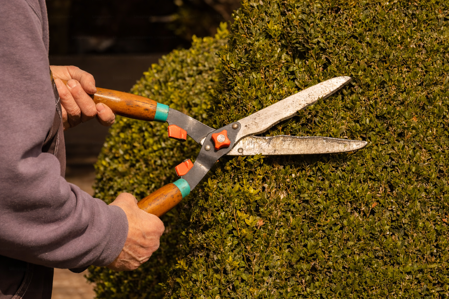 Taille de haie en Alsace