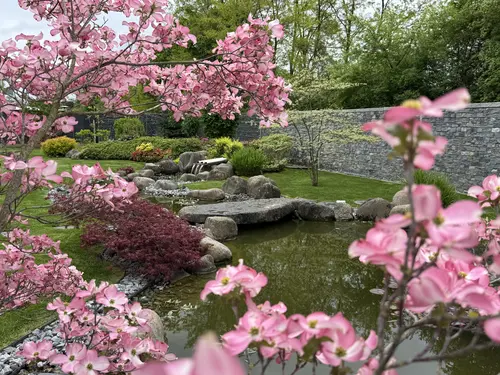 Bassin japonais entouré de cornouillers en fleurs