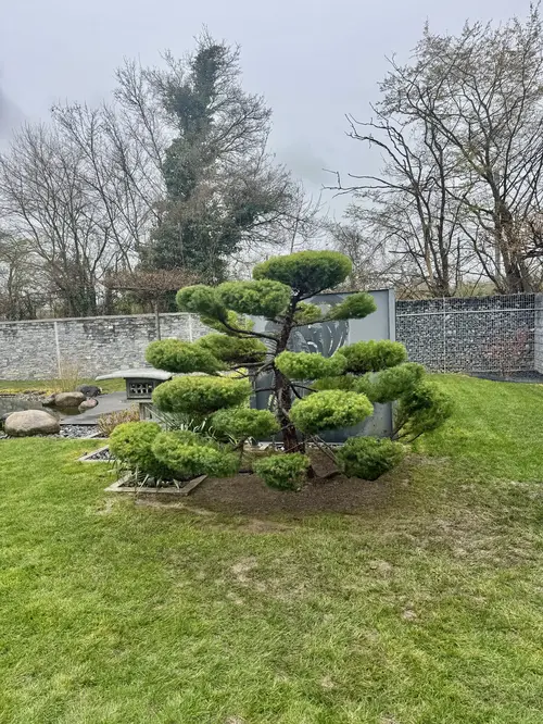 Niwaki taillé en nuages dans un jardin zen en Alsace