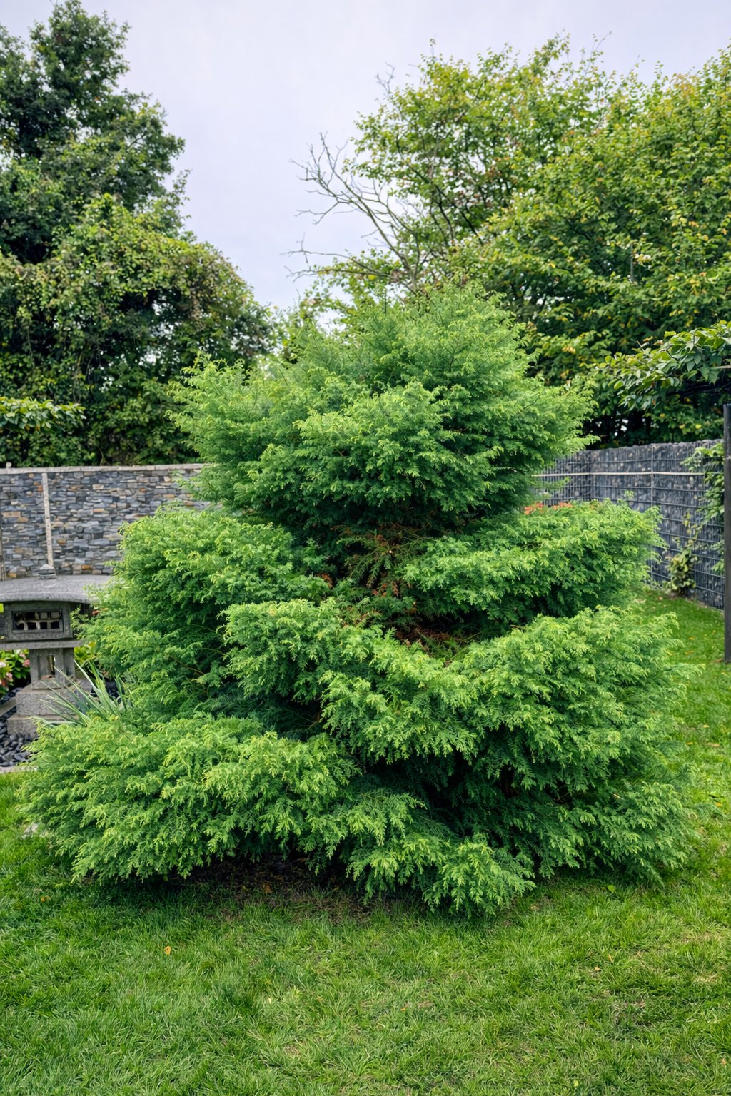 Niwaki avant la taille